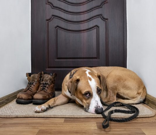 טפט לדלת כניסה